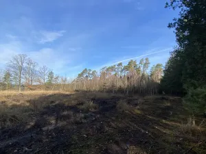 Prodej lesa, Veliny, 4968 m2