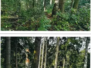 Prodej lesa, Mnich, 1237 m2