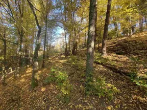 Prodej pole, Železný Brod, 12622 m2