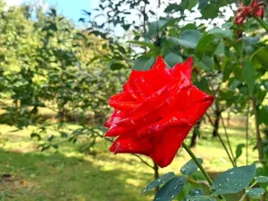 Prodej zemědělského objektu, Rybníky, 95 m2