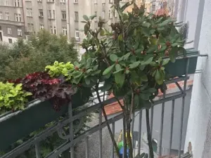 Pronájem bytu 2+kk, Praha - Vršovice, Madridská, 45 m2