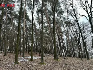 Prodej lesa, Ostřetín, 21595 m2