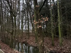 Prodej lesa, Předslav, 6263 m2