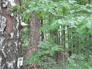 Prodej lesa, Zábřeh, 78836 m2