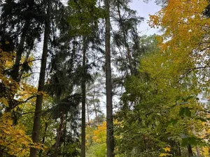 Prodej lesa, Chrášťany, 11900 m2