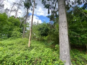 Prodej lesa, Blížejov - Lštění, 4624 m2