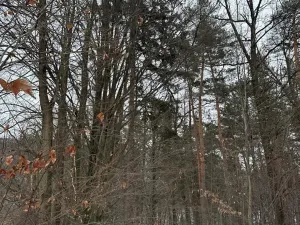 Prodej lesa, Malá Bystřice, 54751 m2