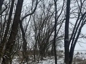 Prodej podílu lesa, Ivančice, 2330 m2