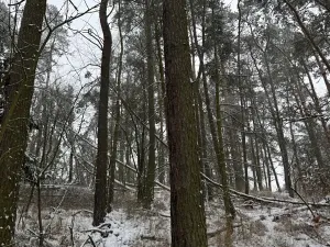 Prodej podílu lesa, Svéradice, 2590 m2