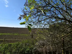 Prodej chaty, Přestavlky u Čerčan, 50 m2