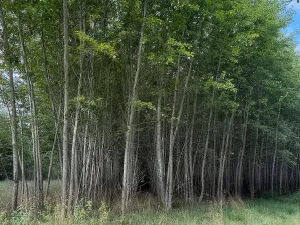 Prodej pole, Česká Kamenice, 108179 m2