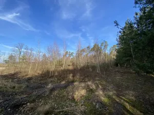 Prodej lesa, Veliny, 5028 m2