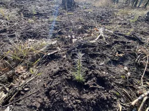 Prodej lesa, Veliny, 5028 m2