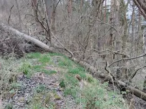 Dražba pozemku, Sušice, 4383 m2