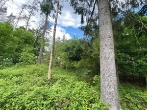 Dražba lesa, Blížejov, 4624 m2