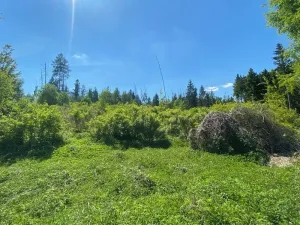 Prodej lesa, Kropáčova Vrutice, 15167 m2