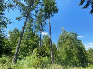 Prodej lesa, Kropáčova Vrutice, 15167 m2