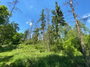 Prodej lesa, Kropáčova Vrutice, 15167 m2