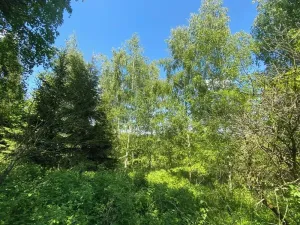 Prodej lesa, Kropáčova Vrutice, 15167 m2