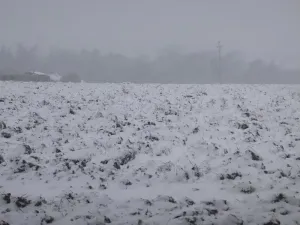 Dražba pole, Škvorec, 1638 m2