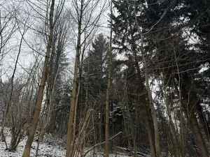 Prodej lesa, Janová, 7449 m2