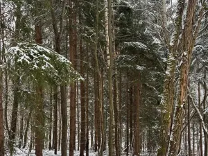 Prodej lesa, Janová, 7449 m2