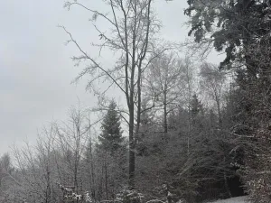 Prodej lesa, Janová, 7449 m2