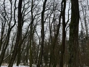 Prodej podílu lesa, Černěves, 9239 m2