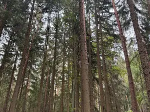 Prodej podílu lesa, Ledenice, 2894 m2