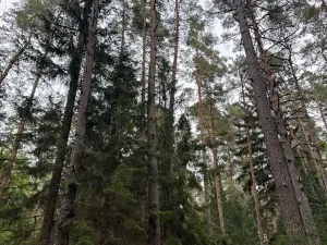 Prodej podílu lesa, Ledenice, 2894 m2