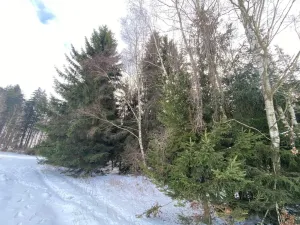 Prodej lesa, Volfířov - Brandlín, 3426 m2