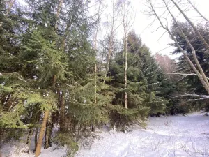 Prodej lesa, Volfířov - Brandlín, 3426 m2