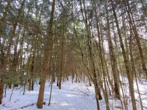 Prodej lesa, Volfířov - Brandlín, 3426 m2