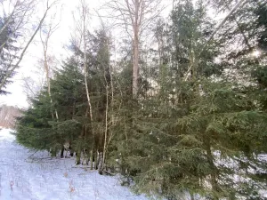 Prodej lesa, Volfířov - Brandlín, 3426 m2