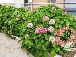 Prodej bytu 3+kk, Bjala, Bulharsko, 101 m2