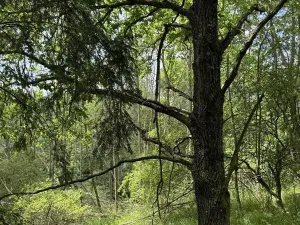 Prodej podílu pozemku, Suchdol, 3247 m2