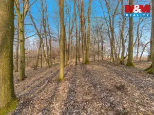 Prodej lesa, Slatiny, 6169 m2