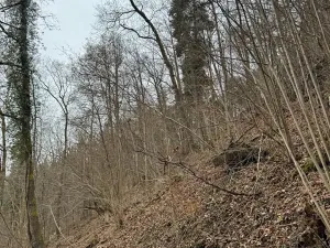 Prodej lesa, Zlatá Koruna, 2337 m2