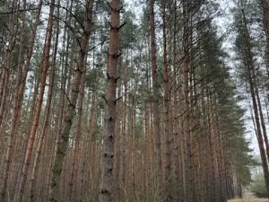 Prodej lesa, Libotenice, 17863 m2