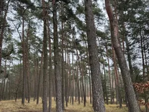 Prodej lesa, Libotenice, 17863 m2