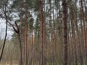 Prodej lesa, Libotenice, 63021 m2