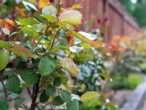 Prodej vily, Říčany, Legií, 500 m2