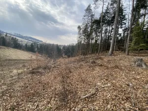 Prodej lesa, Zborov, 9290 m2