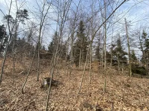 Prodej lesa, Zborov, 9290 m2