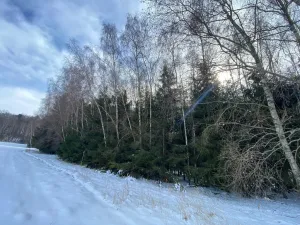 Prodej lesa, Volfířov - Brandlín, 3426 m2