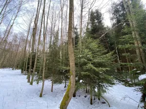 Prodej lesa, Volfířov - Brandlín, 3892 m2