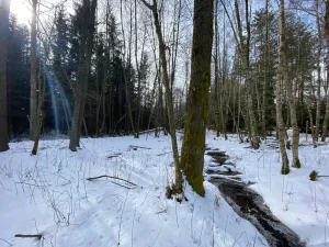 Prodej pozemku, Volfířov - Brandlín, 5958 m2