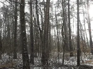 Prodej lesa, Řípec, 27546 m2
