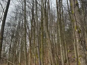 Prodej lesa, Huslenky, 16650 m2