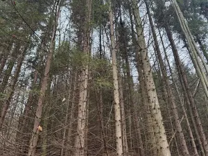 Prodej lesa, Huslenky, 16650 m2